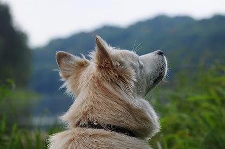 平安银行淘宝卡怎么申请